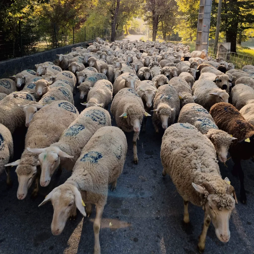 atelier paysans, transformation de viande marcoux